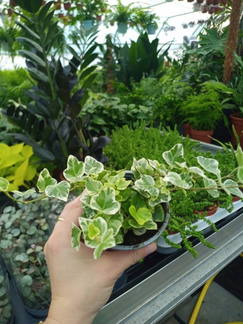 Hedera Helix white wonder Bluszcz Pospolity Zwyczajny Zwisający Pnący Hedera Helix white wonder Bluszcz Pospolity Zwyczajny Zwisający Pnący