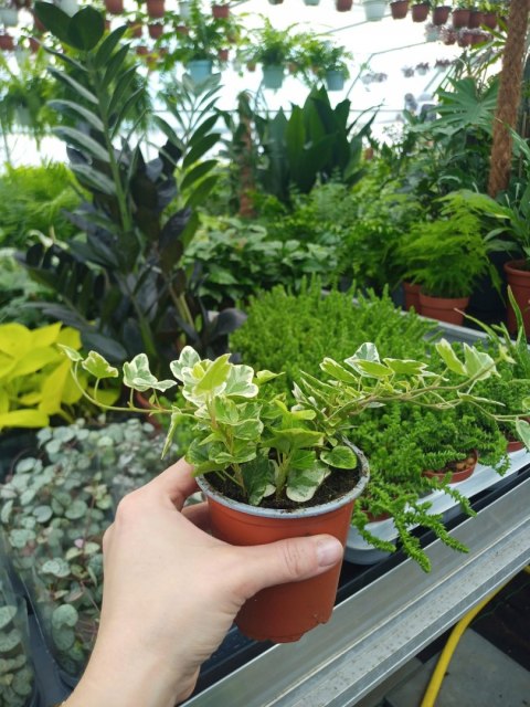 Hedera Helix white wonder Bluszcz Pospolity Zwyczajny Zwisający Pnący Hedera Helix white wonder Bluszcz Pospolity Zwyczajny Zwisający Pnący