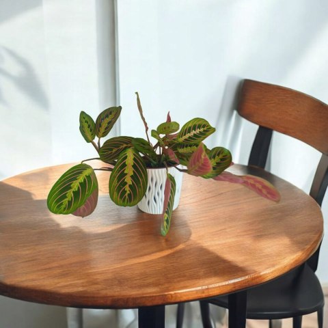 Maranta leuconeura Fascinator Tricolor Maranta trójbarwna Colorful Beauty