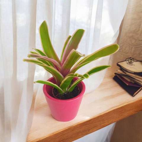 Nidularium Fire Ball Bromelia do terrarium do lasu w szkle Nidularium Fire Ball Bromelia do terrarium do lasu w szkle