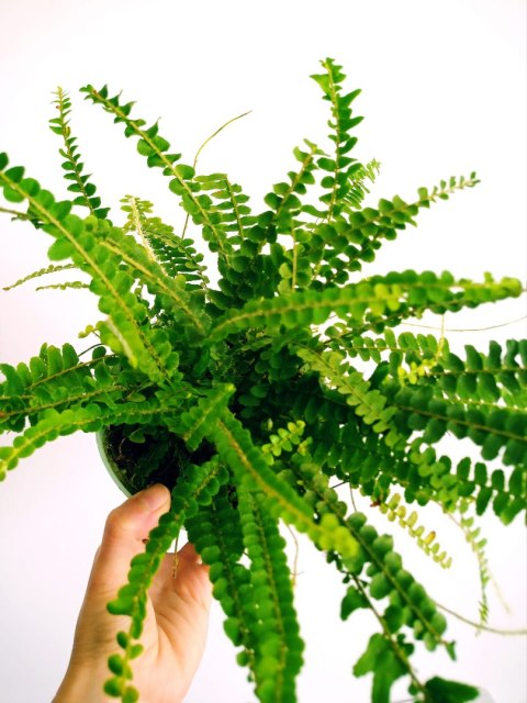 Paproć nephrolepis DUFFI Paprotka OKRĄGŁOLISTNA Nefrolepis Paproć nephrolepis DUFFI Paprotka OKRĄGŁOLISTNA Nefrolepis