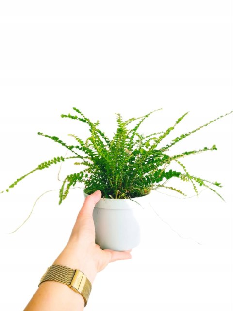 Paproć nephrolepis DUFFI Paprotka OKRĄGŁOLISTNA Nefrolepis Paproć nephrolepis DUFFI Paprotka OKRĄGŁOLISTNA Nefrolepis