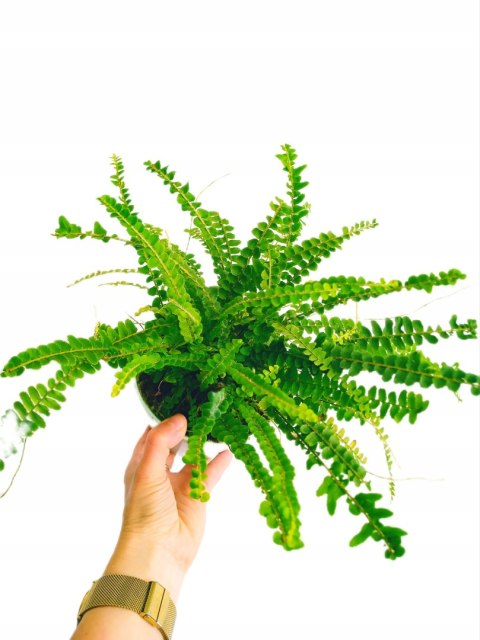 Paproć nephrolepis DUFFI Paprotka OKRĄGŁOLISTNA Nefrolepis Paproć nephrolepis DUFFI Paprotka OKRĄGŁOLISTNA Nefrolepis