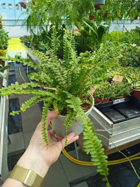Paproć nephrolepis DUFFI Paprotka OKRĄGŁOLISTNA Nefrolepis Paproć nephrolepis DUFFI Paprotka OKRĄGŁOLISTNA Nefrolepis