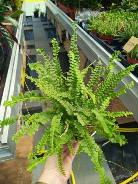 Paproć nephrolepis DUFFI Paprotka OKRĄGŁOLISTNA Nefrolepis Paproć nephrolepis DUFFI Paprotka OKRĄGŁOLISTNA Nefrolepis