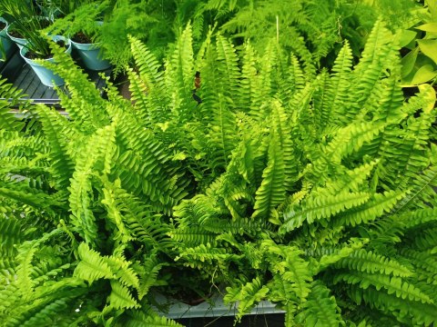 Paproć nephrolepis exaltata Green Lady Paprotka Stojąca Parapetowa Paproć nephrolepis exaltata Green Lady Paprotka Stojąca Parapetowa