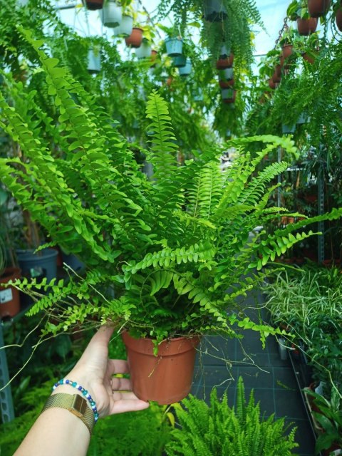Paproć nephrolepis exaltata Green Lady Paprotka Stojąca Parapetowa Paproć nephrolepis exaltata Green Lady Paprotka Stojąca Parapetowa