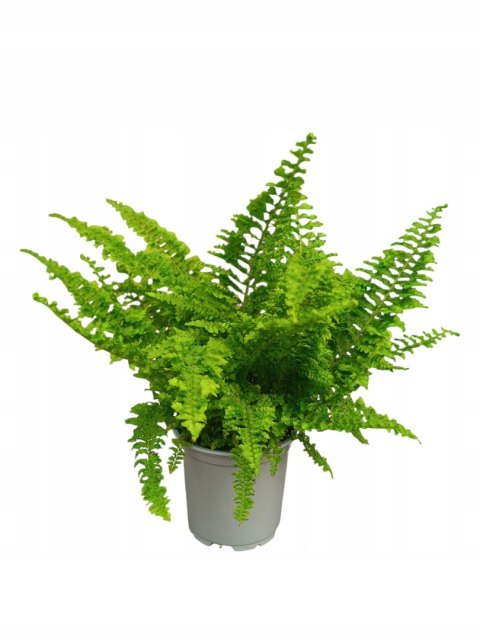 Paproć nephrolepis exaltata Paprotka Miniaturka Nefrolepis NA PARAPET Paproć nephrolepis exaltata Paprotka Miniaturka Nefrolepis NA PARAPET