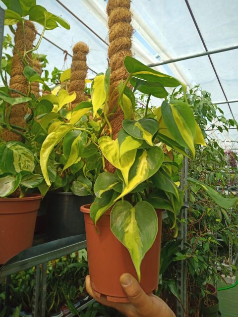 Philodendron Scandens Brasil Filodendron Brazylijski Złote Serce NA PALU Philodendron Scandens Brasil Filodendron Brazylijski Złote Serce NA PALU