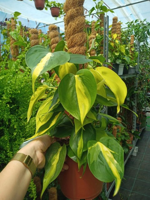 Philodendron Scandens Brasil Filodendron Brazylijski Złote Serce NA PALU Philodendron Scandens Brasil Filodendron Brazylijski Złote Serce NA PALU