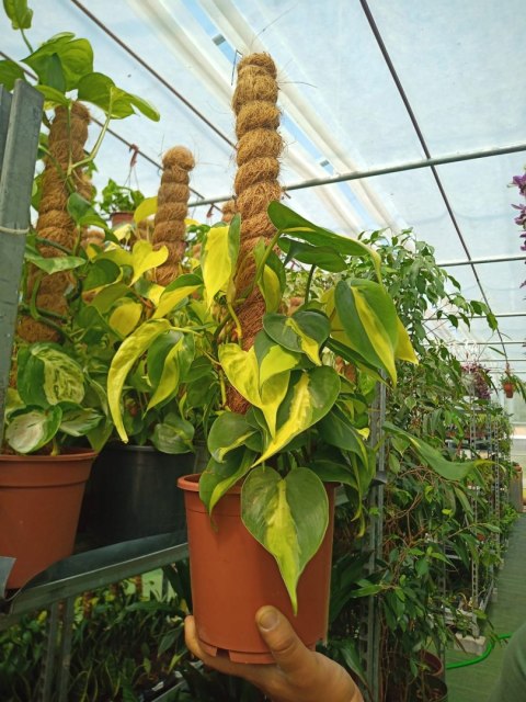 Philodendron Scandens Brasil Filodendron Brazylijski Złote Serce NA PALU Philodendron Scandens Brasil Filodendron Brazylijski Złote Serce NA PALU