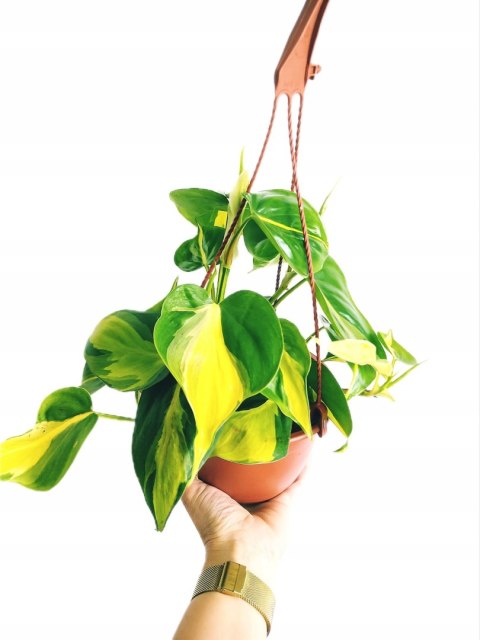 Philodendron Scandens Brasil Filodendron Brazylijski Złote Serce Wiszący Philodendron Scandens Brasil Filodendron Brazylijski Złote Serce Wiszący