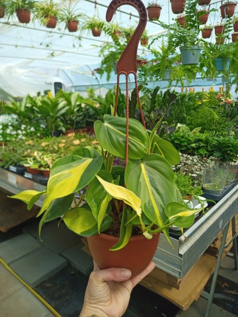 Philodendron Scandens Brasil Filodendron Brazylijski Złote Serce Wiszący Philodendron Scandens Brasil Filodendron Brazylijski Złote Serce Wiszący