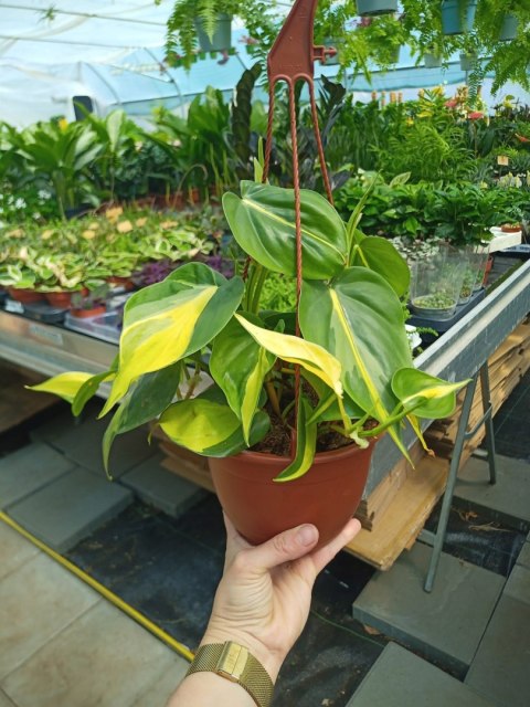Philodendron Scandens Brasil Filodendron Brazylijski Złote Serce Wiszący Philodendron Scandens Brasil Filodendron Brazylijski Złote Serce Wiszący
