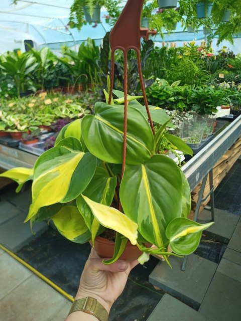 Philodendron Scandens Brasil Filodendron Brazylijski Złote Serce Wiszący Philodendron Scandens Brasil Filodendron Brazylijski Złote Serce Wiszący