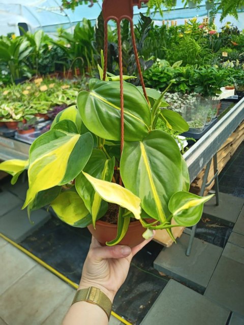 Philodendron Scandens Brasil Filodendron Brazylijski Złote Serce Wiszący Philodendron Scandens Brasil Filodendron Brazylijski Złote Serce Wiszący
