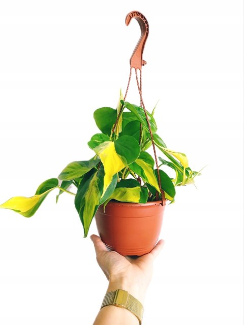 Philodendron Scandens Brasil Filodendron Brazylijski Złote Serce Wiszący Philodendron Scandens Brasil Filodendron Brazylijski Złote Serce Wiszący
