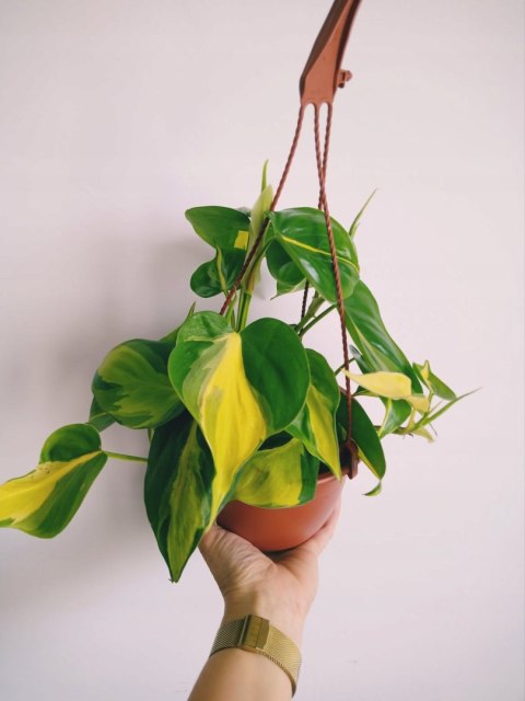 Philodendron Scandens Brasil Filodendron Brazylijski Złote Serce Wiszący Philodendron Scandens Brasil Filodendron Brazylijski Złote Serce Wiszący