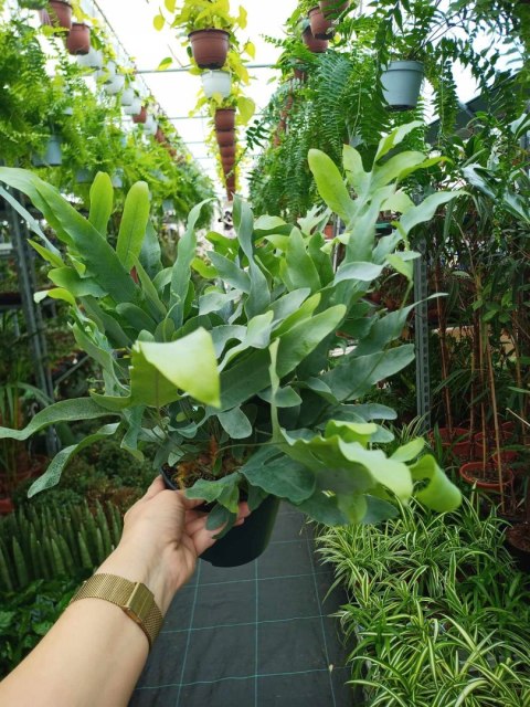 Phlebodium aureum Paproć niebieska paproć błękitna Blue Star Fern Złocista Phlebodium aureum Paproć niebieska paproć błękitna Blue Star Fern Złocista