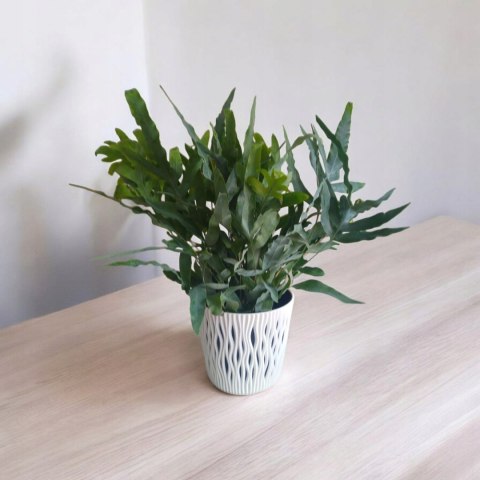 Phlebodium aureum Paproć niebieska paproć błękitna Blue Star Fern Złocista Phlebodium aureum Paproć niebieska paproć błękitna Blue Star Fern Złocista