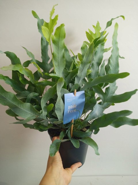 Phlebodium aureum Paproć niebieska paproć błękitna Blue Star Fern Złocista Phlebodium aureum Paproć niebieska paproć błękitna Blue Star Fern Złocista