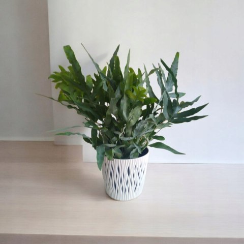 Phlebodium aureum Paproć niebieska paproć błękitna Blue Star Fern Złocista Phlebodium aureum Paproć niebieska paproć błękitna Blue Star Fern Złocista
