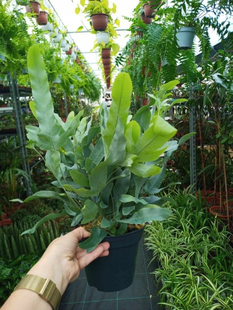 Phlebodium aureum Paproć niebieska paproć błękitna Blue Star Fern Złocista Phlebodium aureum Paproć niebieska paproć błękitna Blue Star Fern Złocista