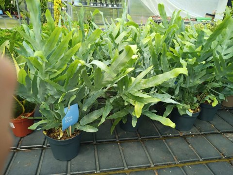 Phlebodium aureum Paproć niebieska paproć błękitna Blue Star Fern Złocista Phlebodium aureum Paproć niebieska paproć błękitna Blue Star Fern Złocista