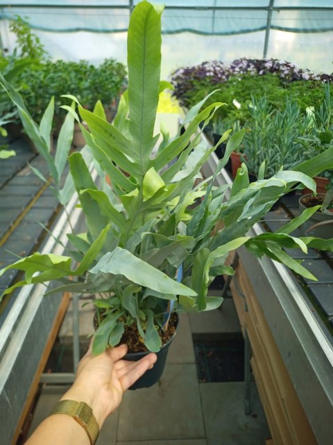 Phlebodium aureum Paproć niebieska paproć błękitna Blue Star Fern Złocista Phlebodium aureum Paproć niebieska paproć błękitna Blue Star Fern Złocista