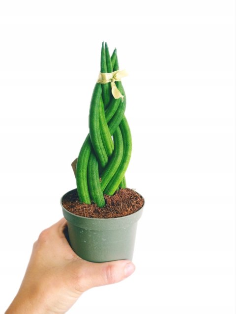 Sansevieria CYLINDRICA Język Teściowej Wężownica RURKI WARKOCZ Sansevieria CYLINDRICA Język Teściowej Wężownica RURKI WARKOCZ