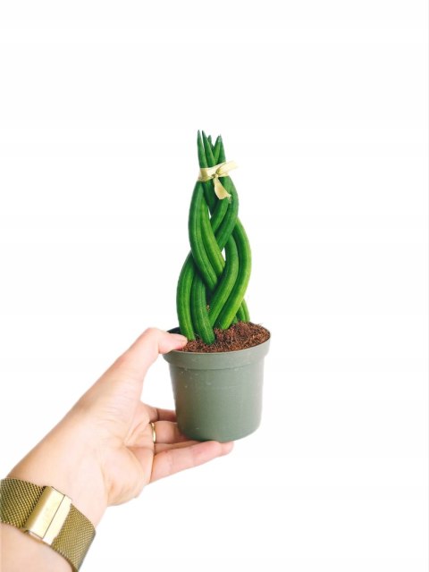Sansevieria CYLINDRICA Język Teściowej Wężownica RURKI WARKOCZ Sansevieria CYLINDRICA Język Teściowej Wężownica RURKI WARKOCZ