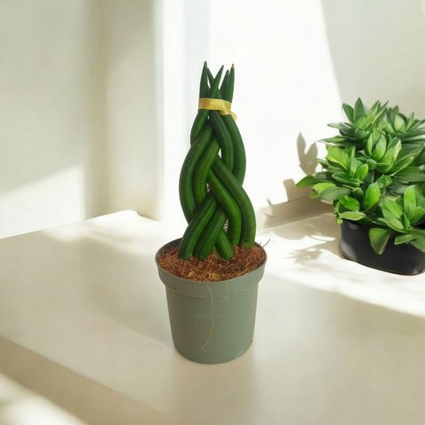 Sansevieria CYLINDRICA Język Teściowej Wężownica RURKI WARKOCZ Sansevieria CYLINDRICA Język Teściowej Wężownica RURKI WARKOCZ