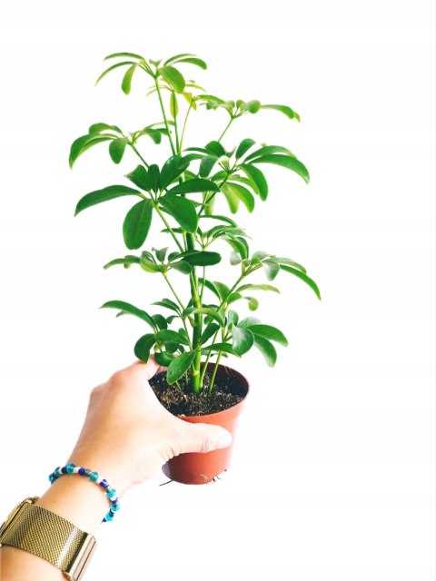 Schefflera arboricola Luseana Szeflera Drzewko Parasolowe Do lasu w szkle Schefflera arboricola Luseana Szeflera Drzewko Parasolowe Do lasu w szkle