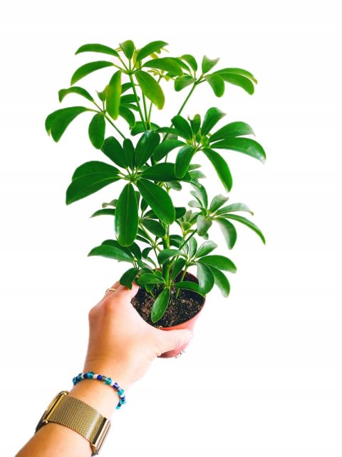 Schefflera arboricola Luseana Szeflera Drzewko Parasolowe Do lasu w szkle Schefflera arboricola Luseana Szeflera Drzewko Parasolowe Do lasu w szkle