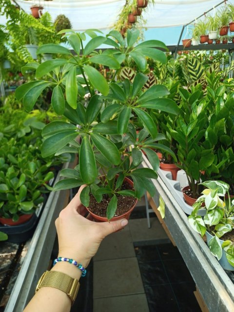 Schefflera arboricola Luseana Szeflera Drzewko Parasolowe Do lasu w szkle Schefflera arboricola Luseana Szeflera Drzewko Parasolowe Do lasu w szkle