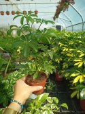Schefflera arboricola Luseana Szeflera Drzewko Parasolowe Do lasu w szkle