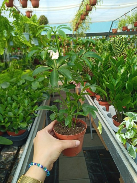Schefflera arboricola Luseana Szeflera Drzewko Parasolowe Do lasu w szkle Schefflera arboricola Luseana Szeflera Drzewko Parasolowe Do lasu w szkle