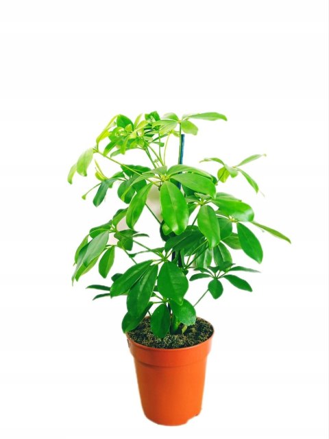 Schefflera arboricola Luseana Szeflera zielona Drzewko Parasolowe Schefflera arboricola Luseana Szeflera zielona Drzewko Parasolowe
