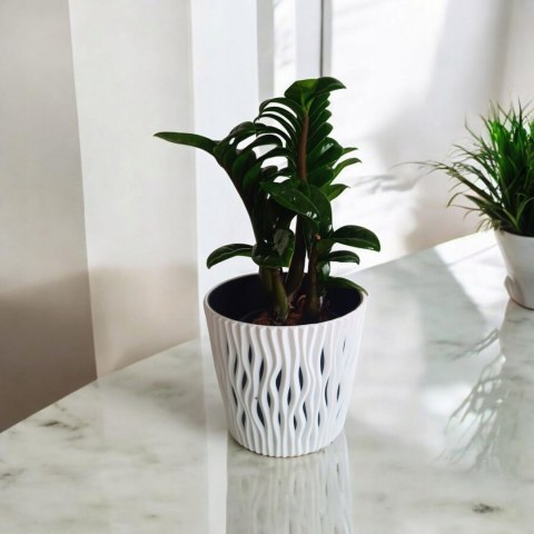 Zamioculcas zamiifolia Zenzi Gęsta sadzonka zamia zamioculus ZENZI Zamioculcas zamiifolia Zenzi Gęsta sadzonka zamia zamioculus ZENZI