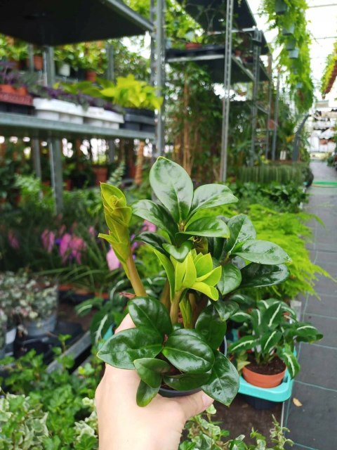 Zamioculcas zamiifolia Zenzi Gęsta sadzonka zamia zamioculus ZENZI Zamioculcas zamiifolia Zenzi Gęsta sadzonka zamia zamioculus ZENZI