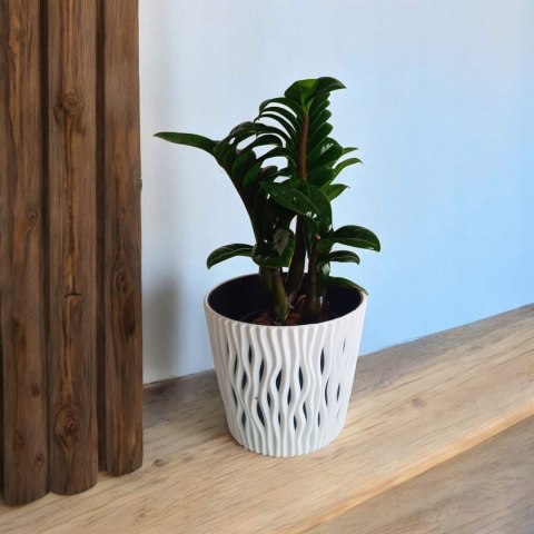 Zamioculcas zamiifolia Zenzi Gęsta sadzonka zamia zamioculus ZENZI Zamioculcas zamiifolia Zenzi Gęsta sadzonka zamia zamioculus ZENZI