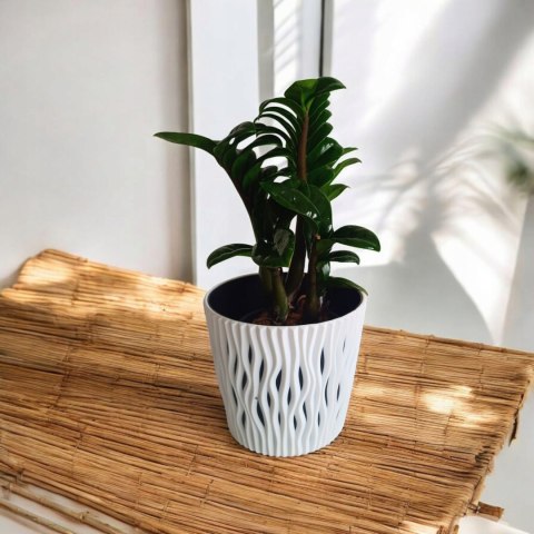 Zamioculcas zamiifolia Zenzi Gęsta sadzonka zamia zamioculus ZENZI Zamioculcas zamiifolia Zenzi Gęsta sadzonka zamia zamioculus ZENZI