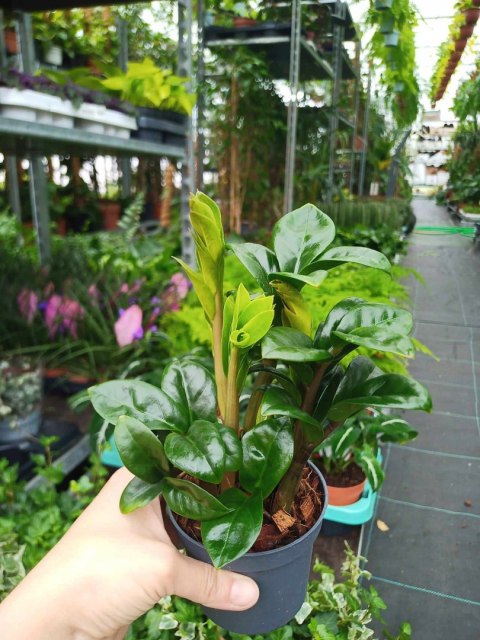 Zamioculcas zamiifolia Zenzi Gęsta sadzonka zamia zamioculus ZENZI Zamioculcas zamiifolia Zenzi Gęsta sadzonka zamia zamioculus ZENZI