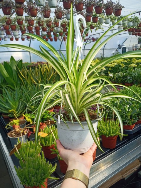 Zielistek Chlorophytum comosum Variegatum Zielistka XL Zielistek Chlorophytum comosum Variegatum Zielistka XL