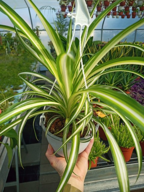 Zielistek Chlorophytum comosum Variegatum Zielistka XL Zielistek Chlorophytum comosum Variegatum Zielistka XL