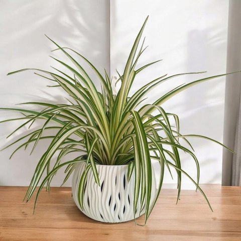 Zielistek Chlorophytum comosum Variegatum Zielistka XL Zielistek Chlorophytum comosum Variegatum Zielistka XL