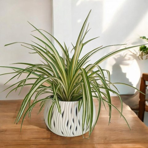 Zielistek Chlorophytum comosum Variegatum Zielistka XL Zielistek Chlorophytum comosum Variegatum Zielistka XL