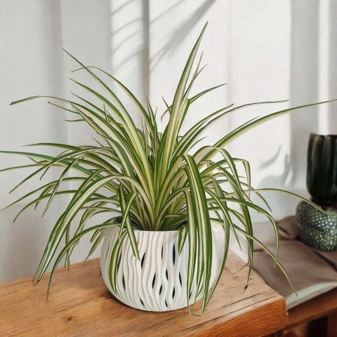 Zielistek Chlorophytum comosum Variegatum Zielistka XL Zielistek Chlorophytum comosum Variegatum Zielistka XL