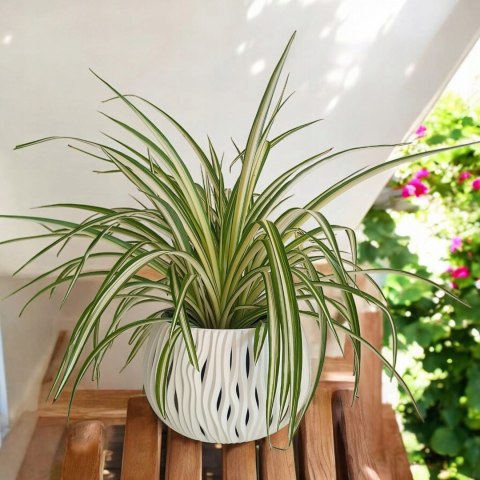 Zielistek Chlorophytum comosum Variegatum Zielistka XL Zielistek Chlorophytum comosum Variegatum Zielistka XL