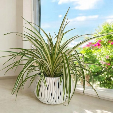 Zielistek Chlorophytum comosum Variegatum Zielistka XL Zielistek Chlorophytum comosum Variegatum Zielistka XL